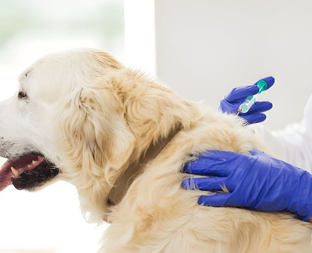 Chien recevant une injection vétérinaire