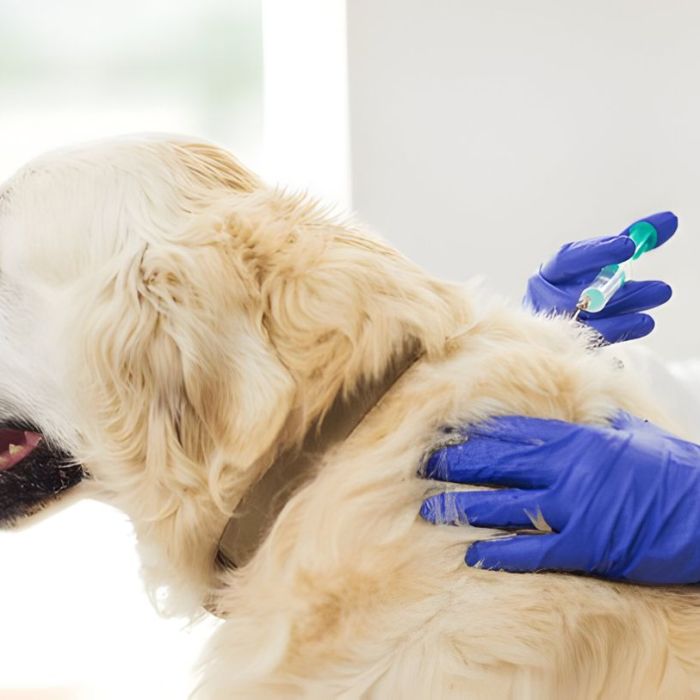 Chien recevant une injection vétérinaire