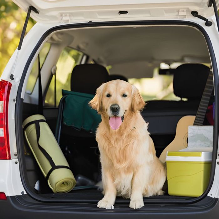 Chien dans une voiture