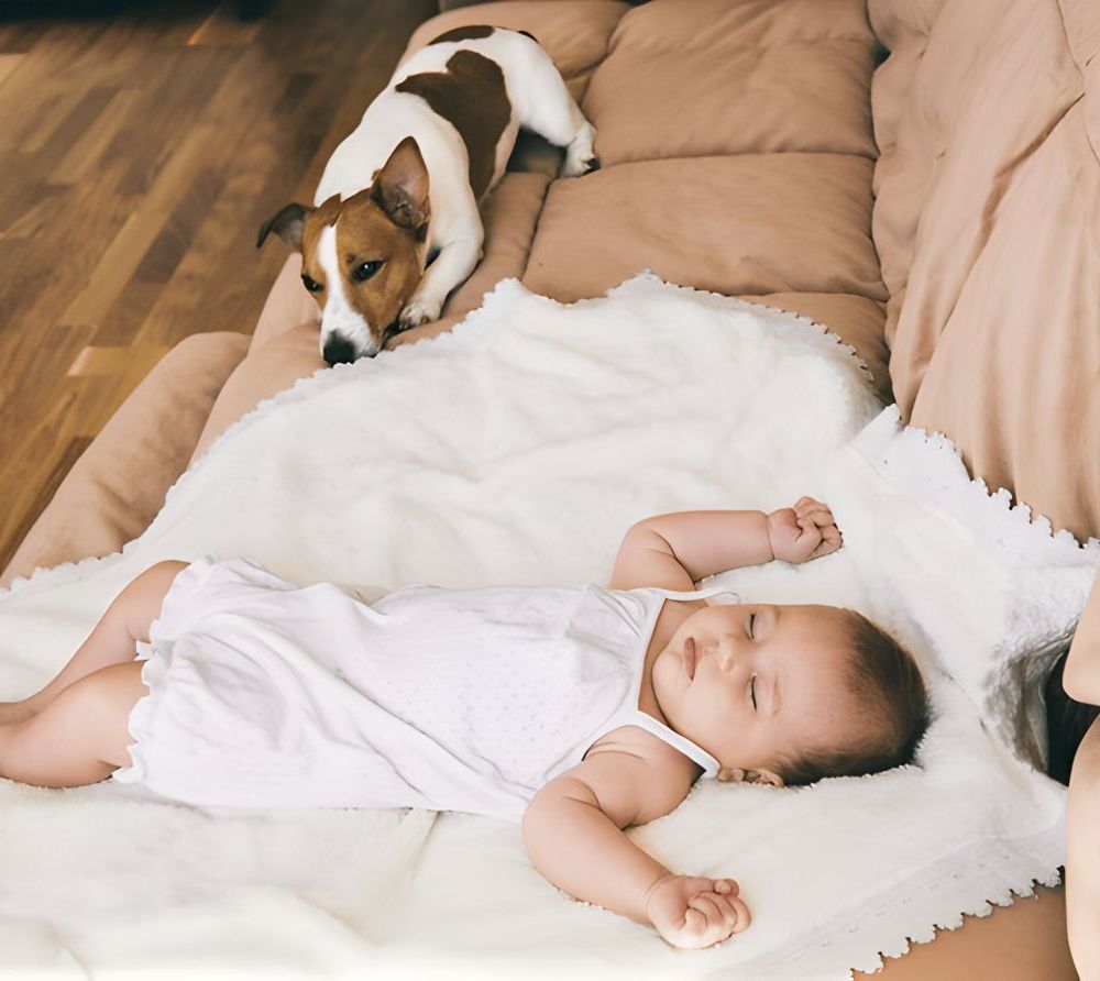 Chien avec un bébé sur un canapé