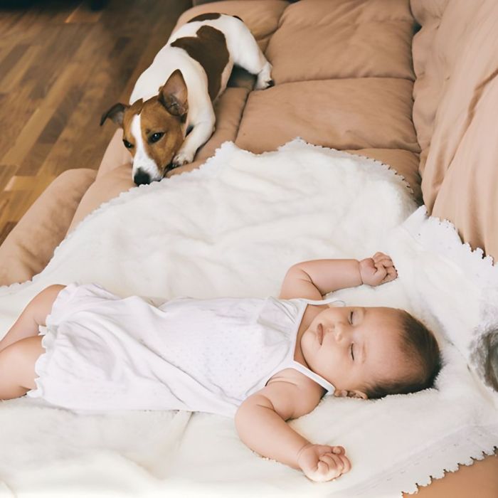 Chien avec un bébé sur un canapé