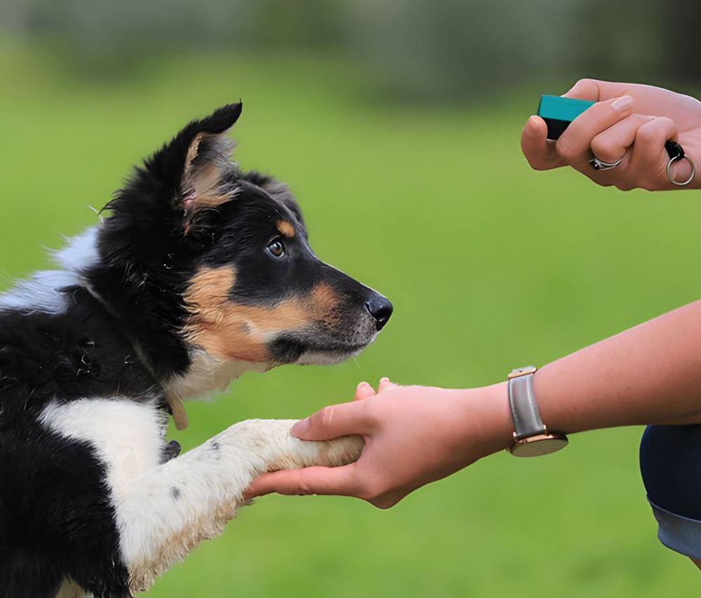 Chien avec un collier d'éducation