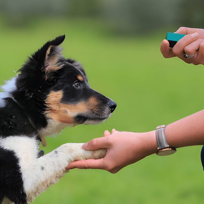 Chien avec un collier d'éducation