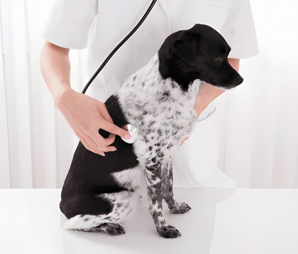 Chien durant une consultation médicale