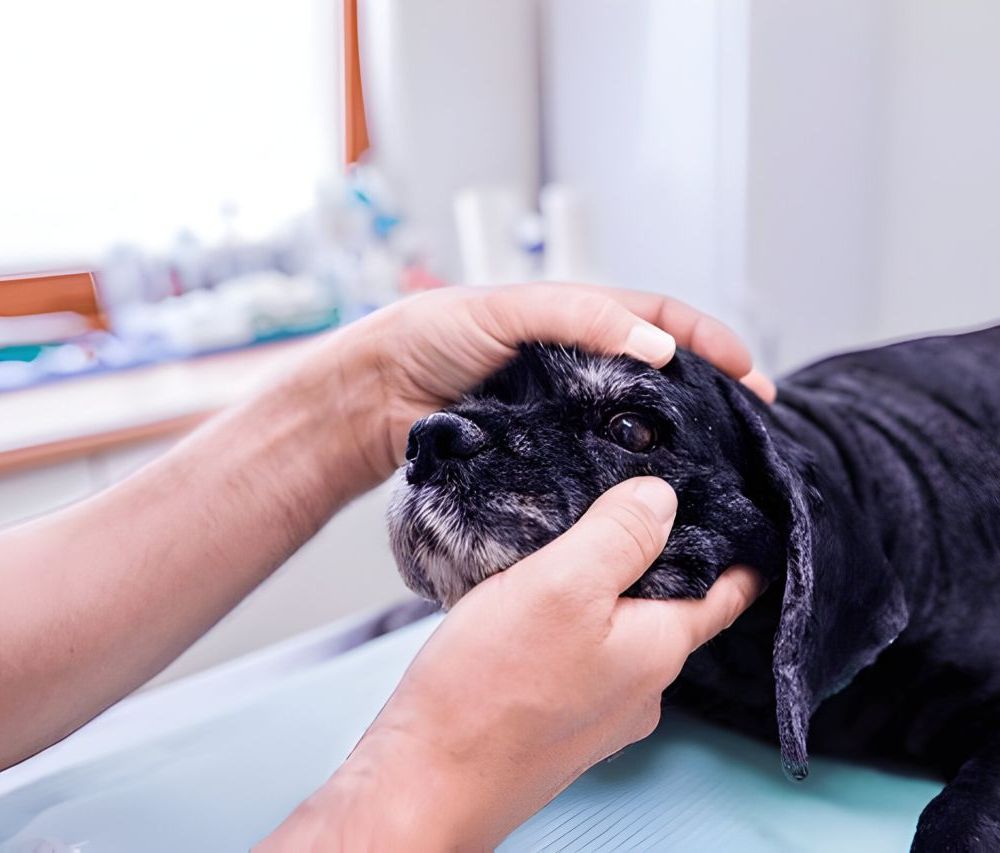 Chien lors d'une consultation vétérinaire