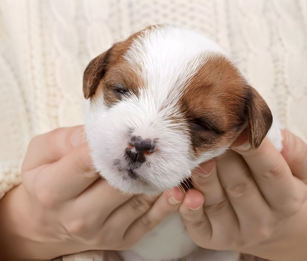 Chiot dans les mains