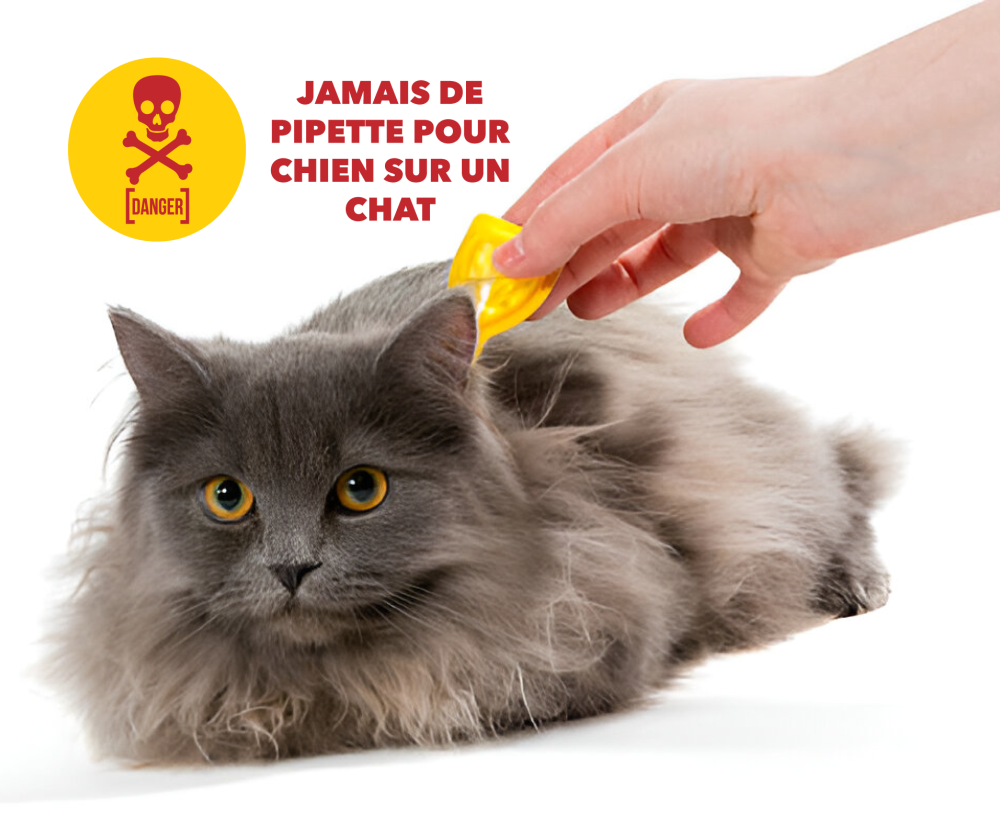 Jamais de Pipette de chien sur un chat