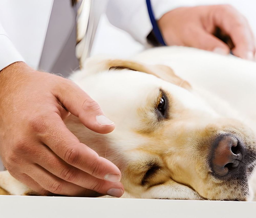 Labrador allongé sur une table lors d'une consulatation