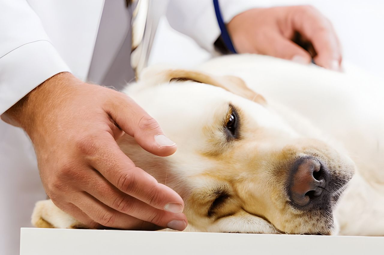 Labrador allongé sur une table lors d'une consulatation