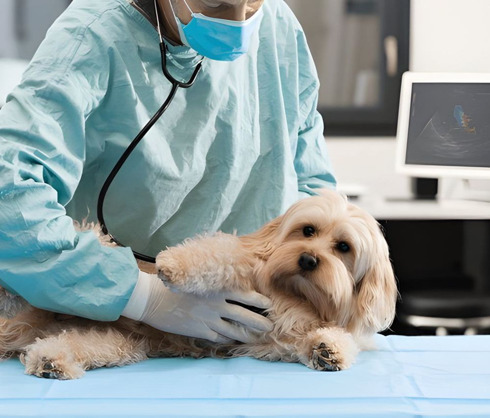 Vétérinaire avec un stétoscope consultant un chien