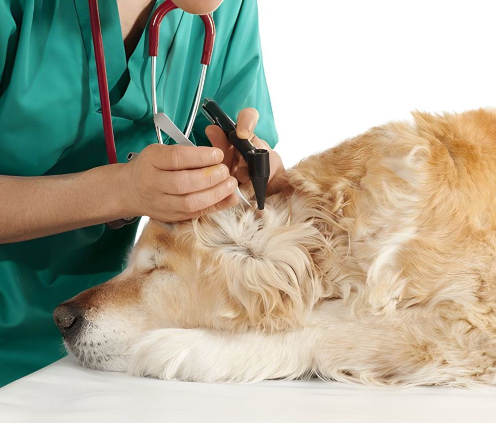 Vétérinaire controlant les oreilles d'un chien