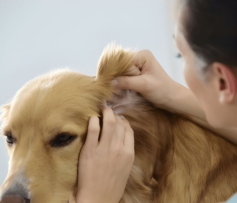 Vétérinaire controlant les oreilles d'un chien