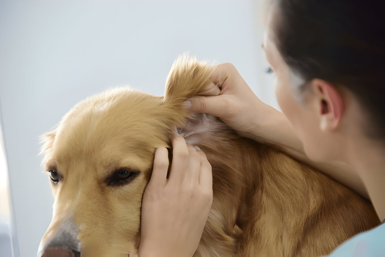 Vétérinaire controlant les oreilles d'un chien