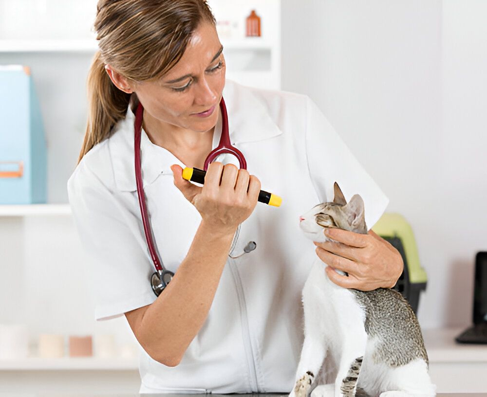 Chat se faisant controler par le vétérinaire