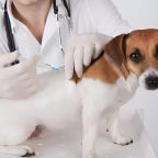 Chien recevant une injection par le vétérinaire