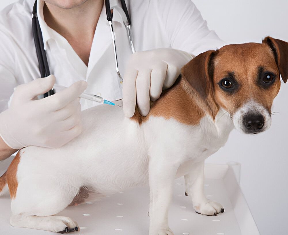 Chien recevant une injection par le vétérinaire