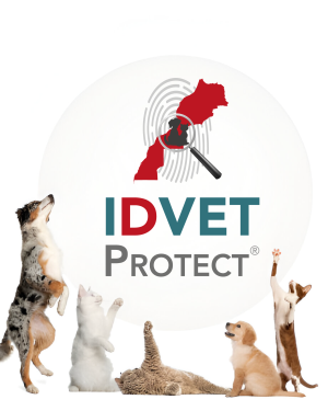 IDVET – PLATINUM “ASSISTANCE+” ⭐️⭐️⭐️⭐️